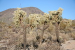 photo thumbnail #8