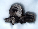 photo thumbnail #12