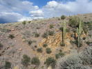 photo thumbnail #13