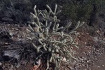 photo thumbnail #3