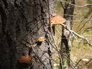 photo thumbnail #12