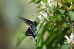 photo thumbnail #2