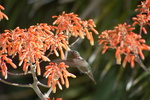 photo thumbnail #10