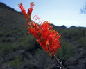 photo thumbnail #5