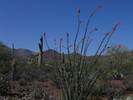 photo thumbnail #6