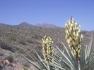 photo thumbnail #13