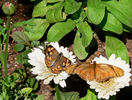 photo thumbnail #10