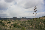 photo thumbnail #7