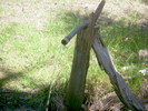 photo thumbnail #8