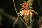 photo thumbnail #12