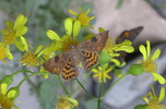 photo thumbnail #11