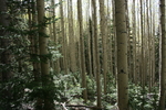 photo thumbnail #13