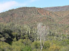 photo thumbnail #8