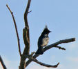 photo thumbnail #15