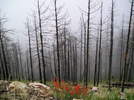 photo thumbnail #12