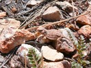 photo thumbnail #15