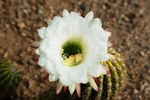 photo thumbnail #10