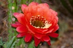 photo thumbnail #11