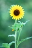 photo thumbnail #12