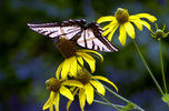 photo thumbnail #13