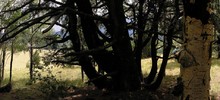 photo thumbnail #13