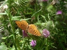 photo thumbnail #1