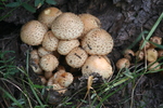 photo thumbnail #8