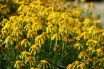 photo thumbnail #14