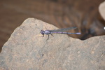 photo thumbnail #13