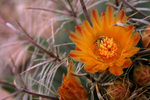 photo thumbnail #7