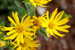 photo thumbnail #10