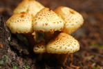 photo thumbnail #8