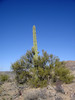 photo thumbnail #4
