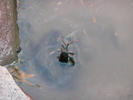photo thumbnail #6
