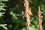 photo thumbnail #4
