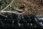 photo thumbnail #9