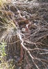 photo thumbnail #11