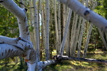photo thumbnail #4