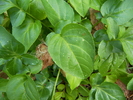 photo thumbnail #4