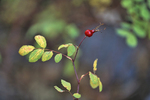 photo thumbnail #5