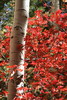 photo thumbnail #14