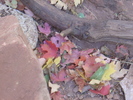 photo thumbnail #7