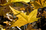 photo thumbnail #15