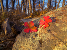 photo thumbnail #10