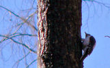 photo thumbnail #10