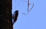 photo thumbnail #11