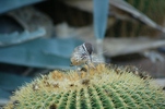 photo thumbnail #1