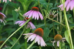 photo thumbnail #3