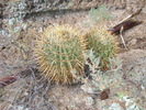photo thumbnail #5