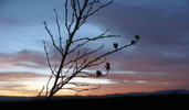 photo thumbnail #12
